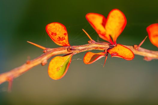 nice colorful autumn leaves in fine weather