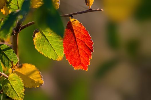 nice colorful autumn leaves in fine weather