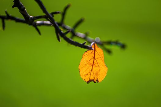 nice colorful autumn leaves in fine weather