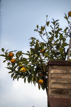 mandarin plant with fruits hanging outside a house