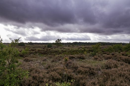 heather fields on national park de veluwe in holland