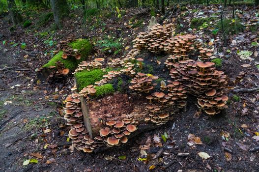 group of fungi in the forest during autum