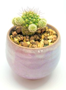 Cactus succulent plant, freshness cactus mammillaria gracilis in the ceramic pot