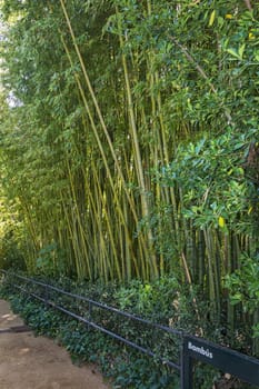 High bamboo thickets behind the fence along the footpath