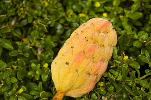 Fruit of an evergreen magnolia Magnolia Grandiflora, nature background