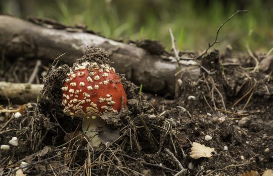 Amanita muscaria mushroom with red and white dots macro in autumn forest