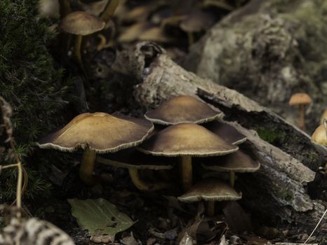 group of fungi in the forest during autum with the trees and leaves as background
