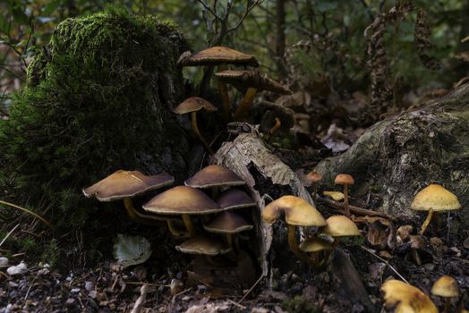 group of fungi in the forest during autum with the trees and leaves as background
