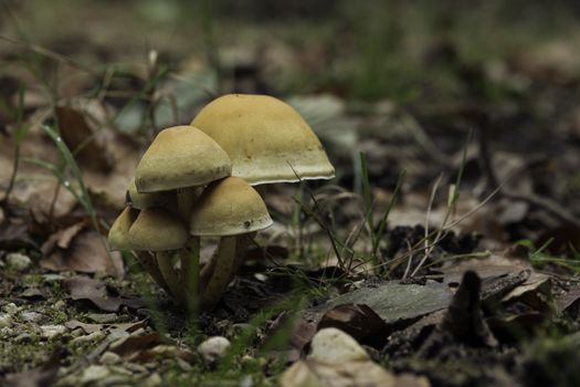 small group of fungi in the forest during autum with leaves as background
