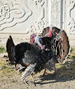 rootstocks large turkeys, turkeys wandering outside, fed turkeys for Christmas