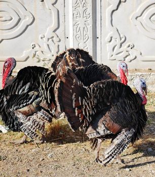 rootstocks large turkeys, turkeys wandering outside, fed turkeys for Christmas