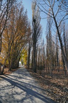 piles of dry leaves in the fall,dry leaves falling on the ground in autumn,