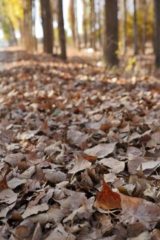 Trees and fallen leaves in autumn, autumn landscape, trees and leaves,