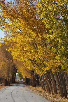 Trees and fallen leaves in autumn, autumn landscape, trees and leaves,