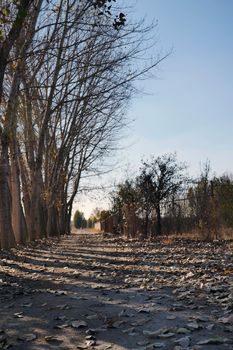 dry leaves falling on the ground in autumn,