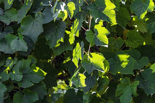 Green textured natural background with sun glare