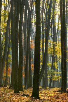 Autumnal Foggy and Sunny Day Forest in Romania