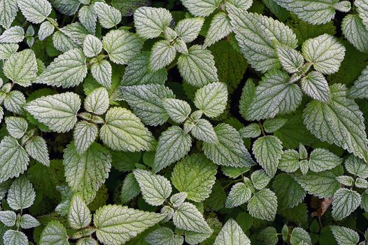 Frozen Urtica dioica plant in november field