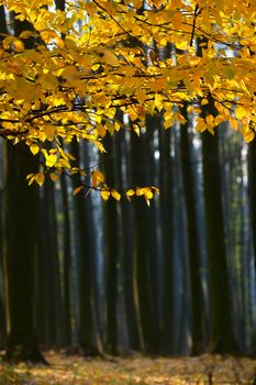 Autumnal Foggy and Sunny Day Forest in Romania