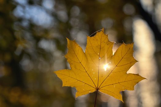 Autumn Sun Shine Through the shaped hole in the maple leaf.