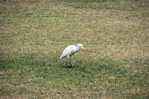 Isolated image of Little Egret bird(Egretta garzetta) in open lawn. Little egret is a species of small heron in the family Ardeidae. The genus name comes from the Provençal French Aigrette, "egret".
