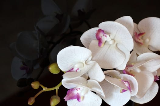 white orchid flowers reflected on black glass close up