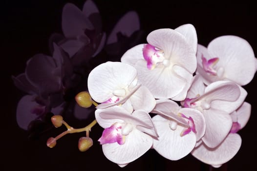 white orchid flowers reflected on black glass close up