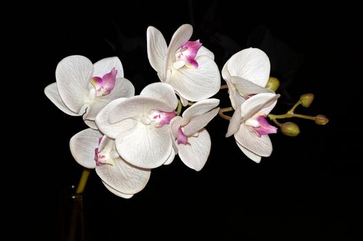 white orchid flowers on a black background close up