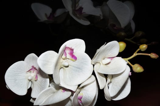 white orchid flowers reflected on black glass close up