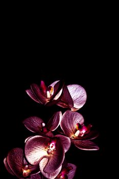 purple orchid flowers on a black background close up