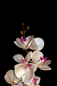 white orchid flowers on a black background close up