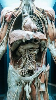 Anatomy model .Part of human body model with organ system.Medical education concept.