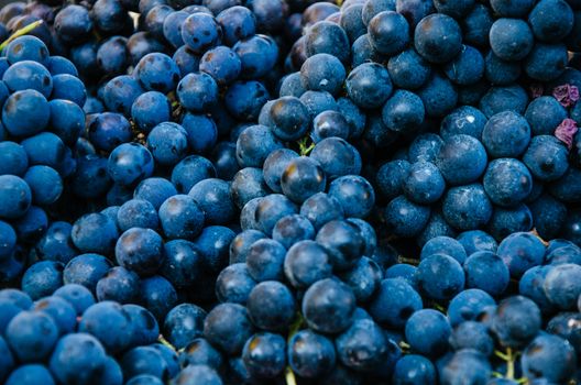 flat lay, a lots of organic blue grapes, concept wine, crop and juice