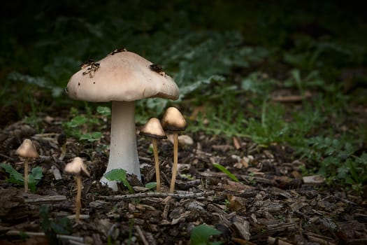 SMALL WILD AUTUMN MUSHROOMS IN THE FOREST SURROUNDED BY LEAVES