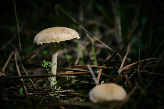 SMALL WILD AUTUMN MUSHROOMS IN THE FOREST SURROUNDED BY LEAVES