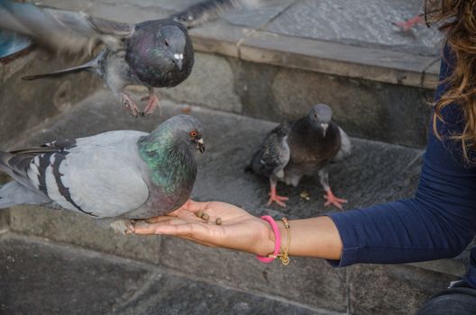 A smiling woman feeding a pigeon from her hand in the park