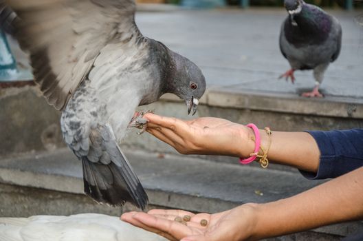 A smiling woman feeding a pigeon from her hand in the park