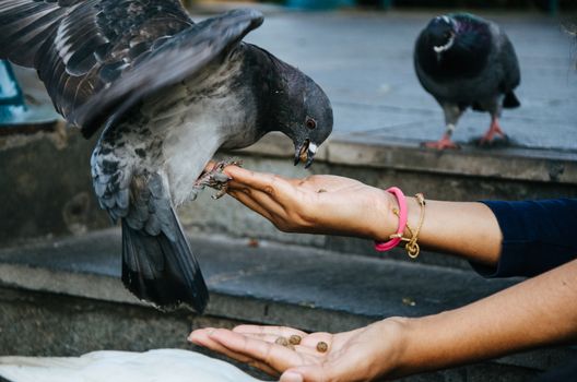 A smiling woman feeding a pigeon from her hand in the park