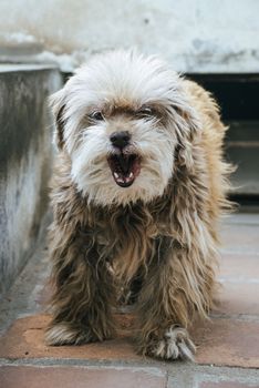 Photo taken unexpectedly with open mouth with smile expression to the cute puppy