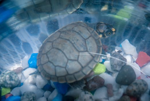 A sea turtle swimming underwater in a small fish tank