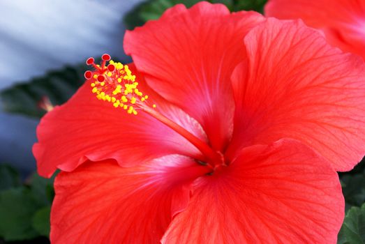 A closeup image of a beautiful full bloom hibiscus flower from the tropical regions.