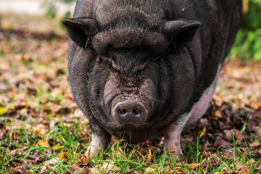 Big Vietnamese black pig close up portrait on the farm