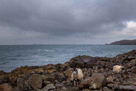 Typical scottish rocky coast with sheep