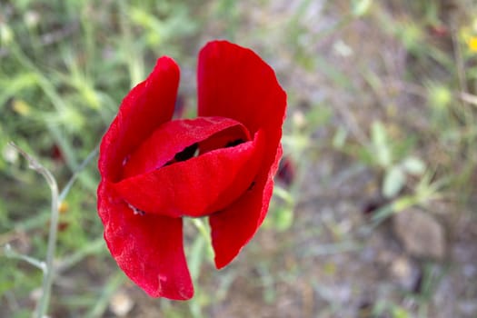 Poppy flower isolated in green field on a sunny day. Pictorial close up view.