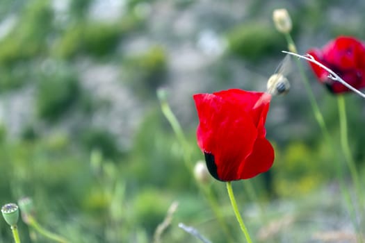 Poppy flower isolated in green field on a sunny day. Pictorial close up view.