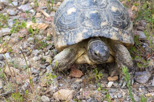 A turtle wanders the grounds in Athens, Greece.