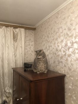 Sad gray cat sitting on the linen closet. Pet. British
