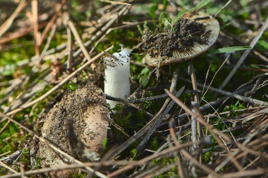 SMALL WILD AUTUMN MUSHROOMS IN THE FOREST SURROUNDED BY LEAVES