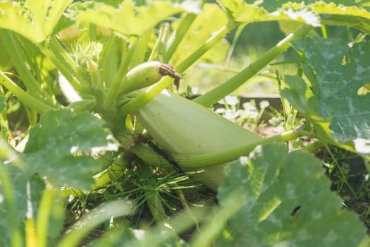 Green zucchini tops in the garden and a small growing zucchini.