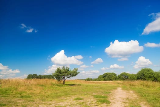 A lonely low spreading pine tree in the middle of a field against a blue sky with clouds